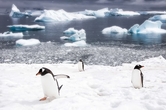 Antarctica and South Georgia Island
