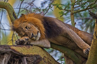 African Lion