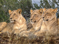 African Lion