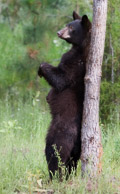 Bears