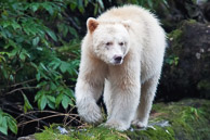 Bears
