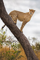 Cheetah