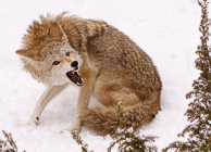 Coyote