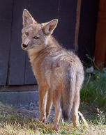 Coyote