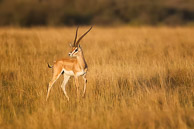Antelopes
