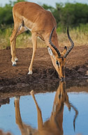 Antelopes