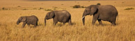 African Elephant and Giraffe