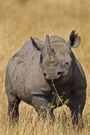 Rhinocerous and Cape Buffalo