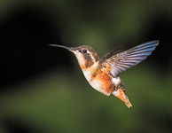 Hummingbirds of Ecuador