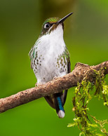 Hummingbirds of Ecuador