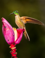 Hummingbirds of Ecuador