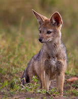 Jackal and Cape Hunting Dog