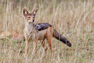 Jackal and Cape Hunting Dog