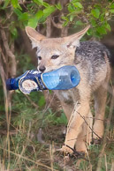 Jackal and Cape Hunting Dog
