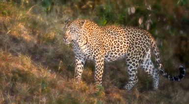 Leopards