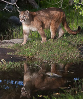 Mountain Lion