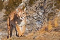 Mountain Lion