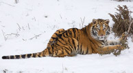 Siberian Tiger