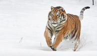 Siberian Tiger