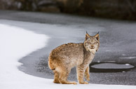 Small North American Cats