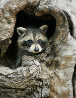 Small North American Mammals