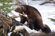 Small North American Mammals