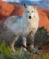 Wolves