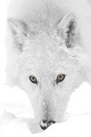 Wolves