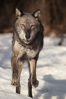 Wolves